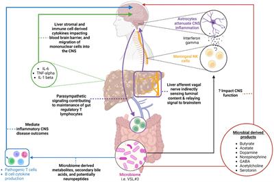 Avenues within the gut-liver-brain axis linking chronic liver disease and symptoms